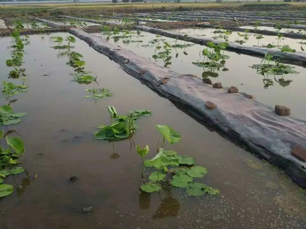 莲藕防渗膜图片第1张 藕池土工膜