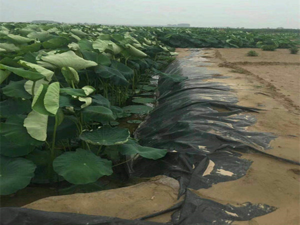 莲藕防渗膜图片第2张 藕池土工膜